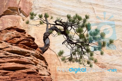 Stunted Tree On A Rocky Outcrop Stock Photo