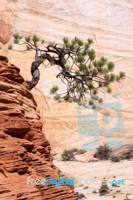 Stunted Tree On A Rocky Outcrop Stock Photo