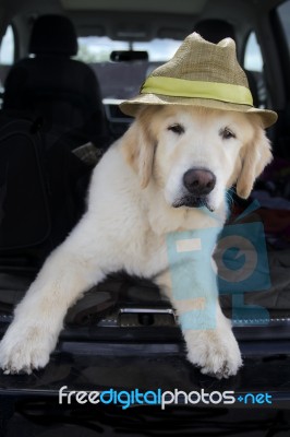 Stylish Summer Hat Stock Photo