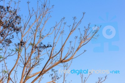 Stylize Abstract Branches On A Background Of The Sky Stock Photo