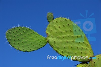 Succulent  Stock Photo