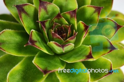 Succulent Stock Photo