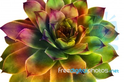 Succulent Stock Photo