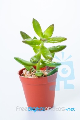 Succulent: Kalanchoe Blossfeldiana Stock Photo