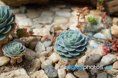 Succulent Plant Stock Photo