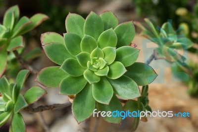 Succulent Plant Stock Photo