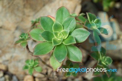 Succulent Plant Stock Photo