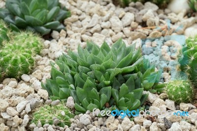 Succulent Plant Stock Photo