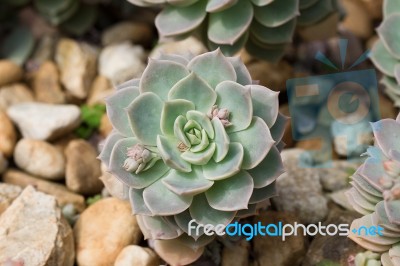 Succulent Plant Stock Photo