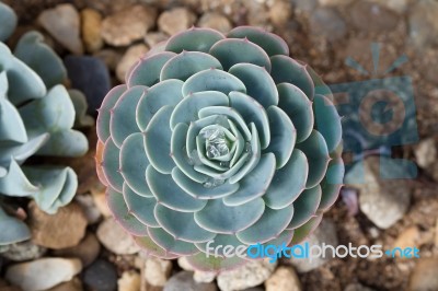 Succulent Plant Stock Photo