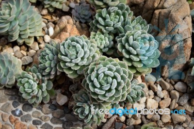 Succulent Plant Stock Photo