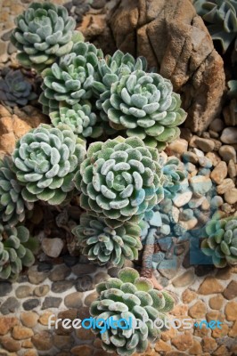 Succulent Plant Stock Photo