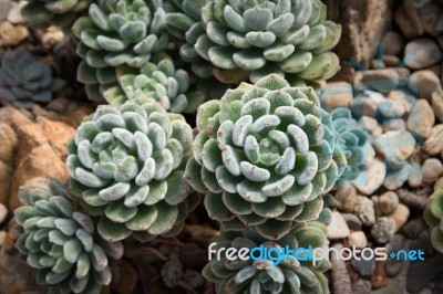 Succulent Plant Stock Photo