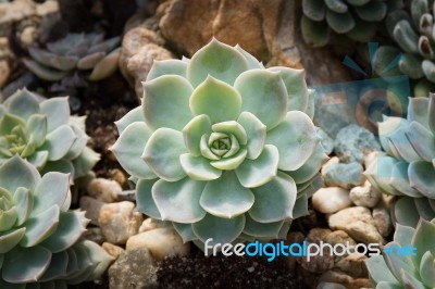 Succulent Plant Stock Photo