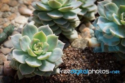 Succulent Plant Stock Photo