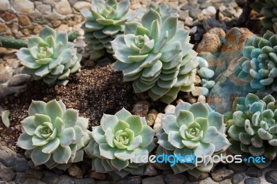 Succulent Plant Stock Photo