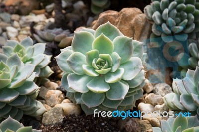 Succulent Plant Stock Photo