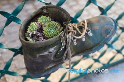 Succulent Plant Growing In An Old Boot In Hallstattt Stock Photo