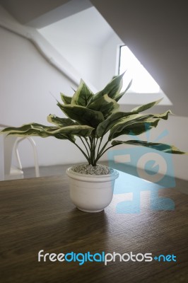 Succulent Plant Potdecorated On Wooden Table Stock Photo