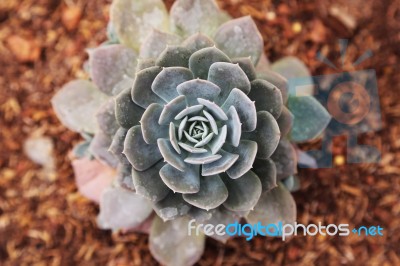 Succulent  Plants Stock Photo