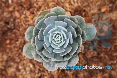 Succulent  Plants Stock Photo