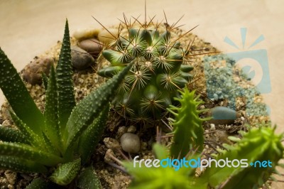 Succulent Terrarium Stock Photo