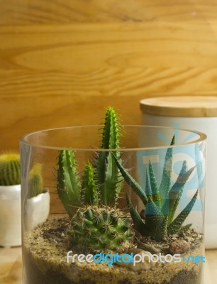 Succulent Terrarium Stock Photo