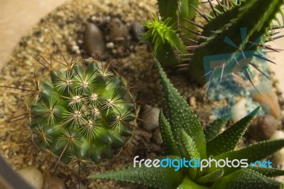 Succulent Terrarium Stock Photo