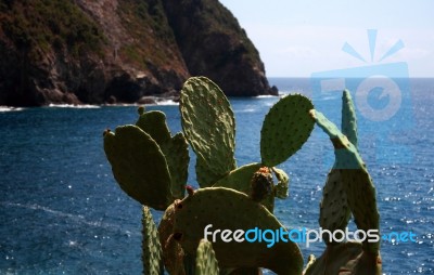 Succulents That Grow Wild On The Rocks A Stock Photo