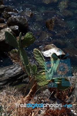 Succulents That Grow Wild On The Rocks C Stock Photo