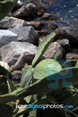 Succulents That Grow Wild On The Rocks F Stock Photo