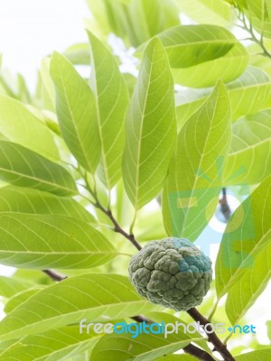 Sugar Apple Stock Photo