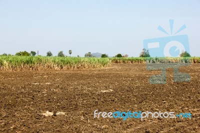 Sugar Cane Field Stock Photo