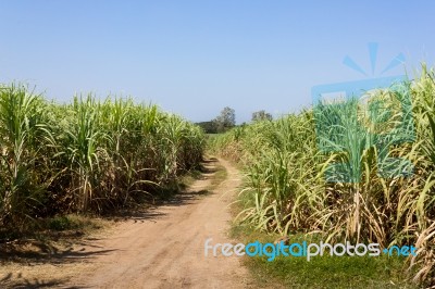 Sugar Cane Field Stock Photo