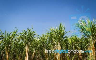 Sugar Cane Garden Stock Photo