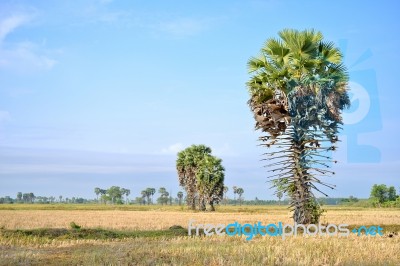 Sugar Palm Stock Photo