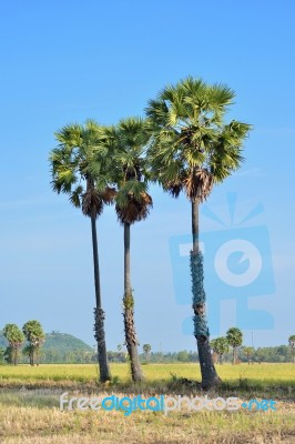 Sugar Palm Stock Photo