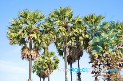 Sugar Palm Stock Photo