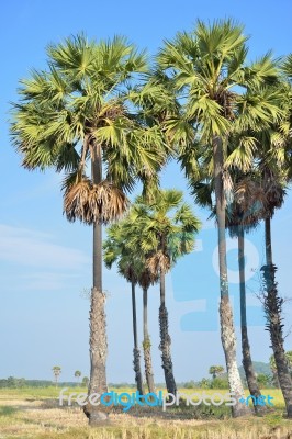 Sugar Palm Stock Photo