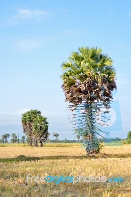 Sugar Palm Stock Photo