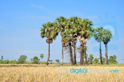 Sugar Palm Stock Photo