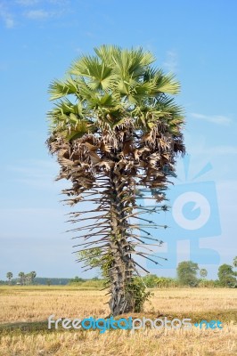 Sugar Palm Stock Photo