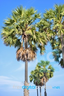 Sugar Palm Stock Photo