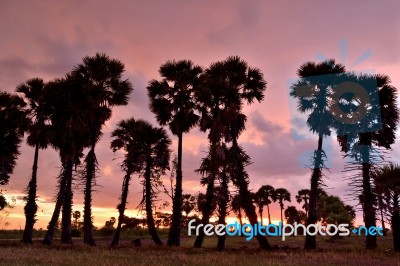 Sugar Palm Stock Photo