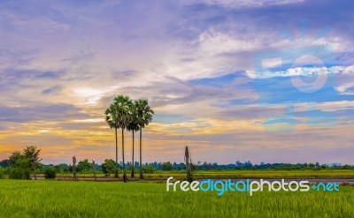 Sugar Palm Tree In Sunset Stock Photo