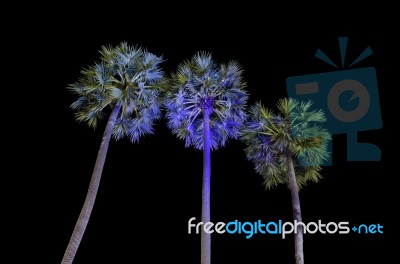 Sugar Palm Trees Stock Photo