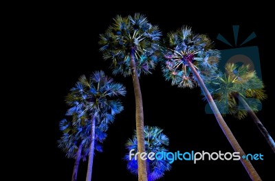 Sugar Palm Trees Stock Photo