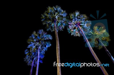 Sugar Palm Trees Stock Photo