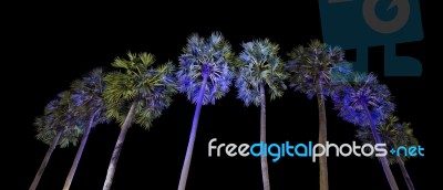 Sugar Palm Trees Stock Photo