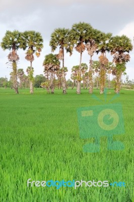 Sugar Palm Trees Stock Photo